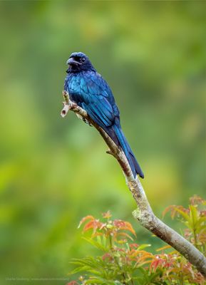 Bulbuls and Drongos