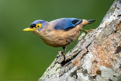 Nuthatch