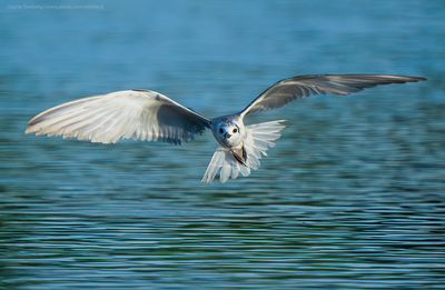 Whiskered Tern