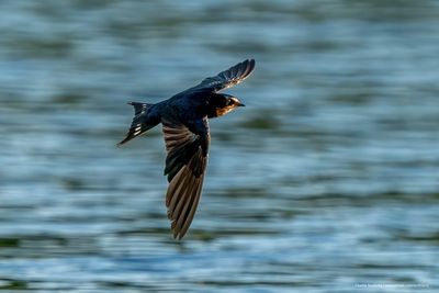 Bird in Flight