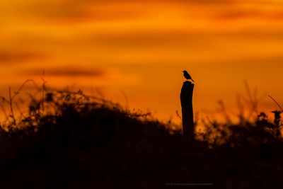 to_a_thousand_sunsets