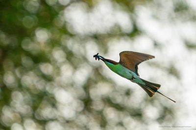 Bird in Flight