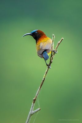 SUNBIRDS