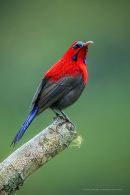 SUNBIRDS