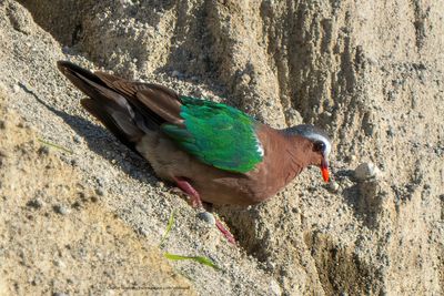 Grey-capped Emerald Dove 07851-2