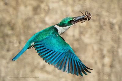 Kingfishers