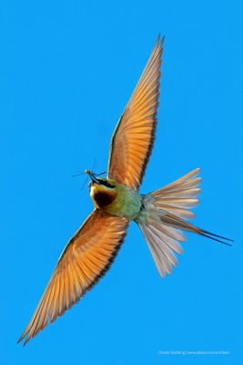 Bird in Flight
