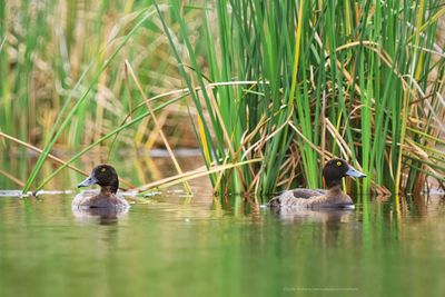 Ducks