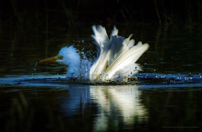 Egrets