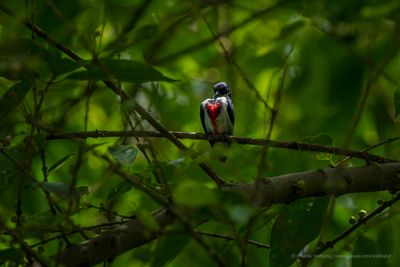 Flowerpeckers