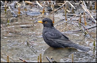 gallery_birds