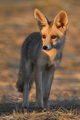 DSC_4187.jpg