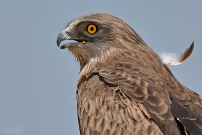 DSC_39322.jpg