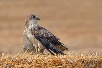 DSC_4808.jpg