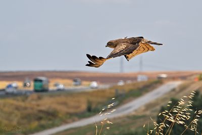 DSC_3901.jpg