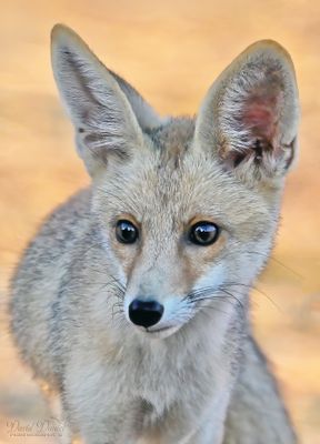 DSC_4174.jpg