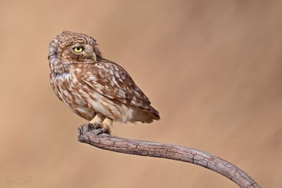 DSC_3636.jpg