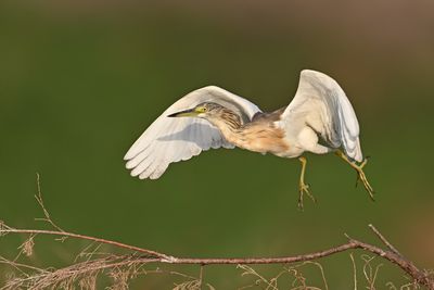 DSC_5696.jpg