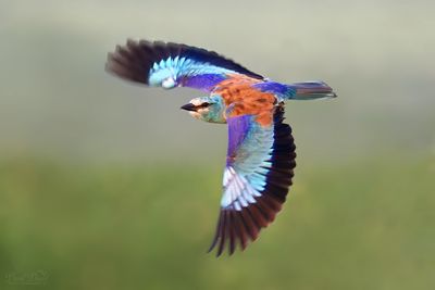 DSC_50222.jpg