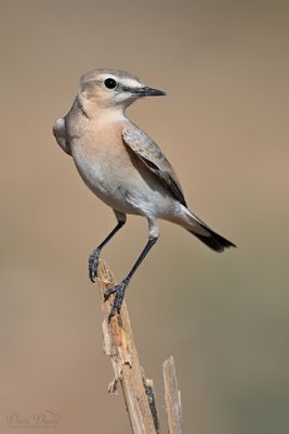 DSC_6024.jpg