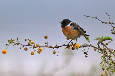 DSC_6943.jpg
