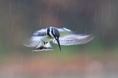 DSC_7108.jpg