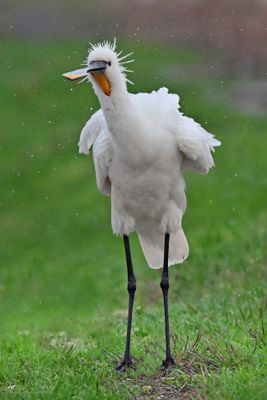 DSC_7201.jpg