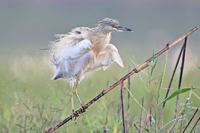 DSC_5233.jpg