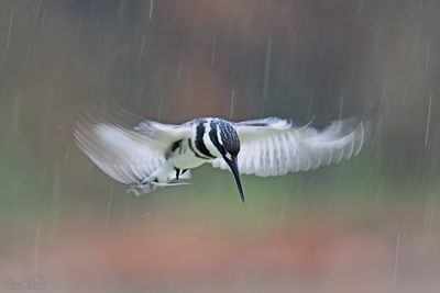 DSC_7111_01.jpg