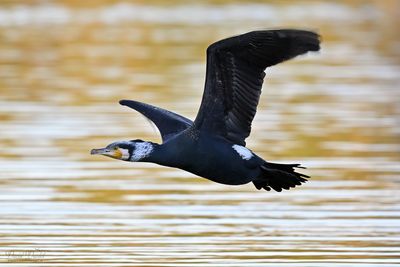 DSC_0141.jpg