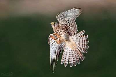 DSC_6081.jpg