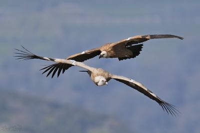 DSC_7444.jpg