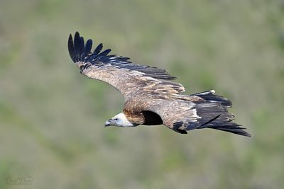DSC_7807.jpg