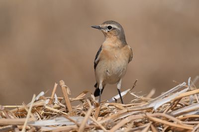 DSC_2820.jpg