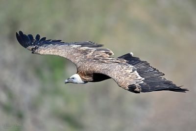 DSC_7801.jpg