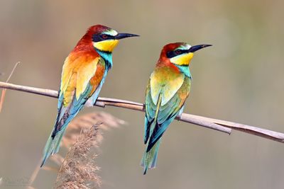 DSC_2662.jpg