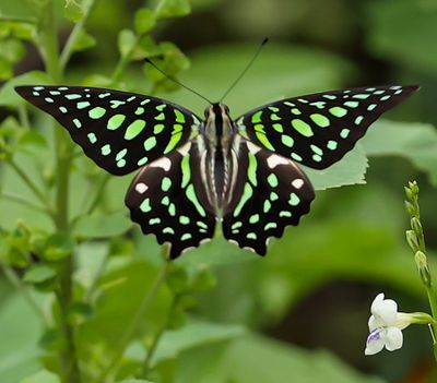 Tailed Jay