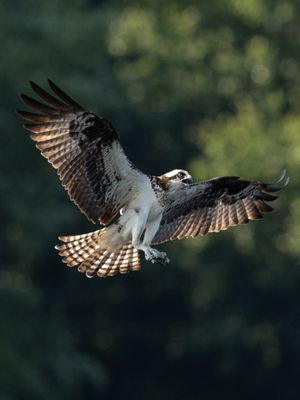 Enjoying Osprey parent on approach to nest of young