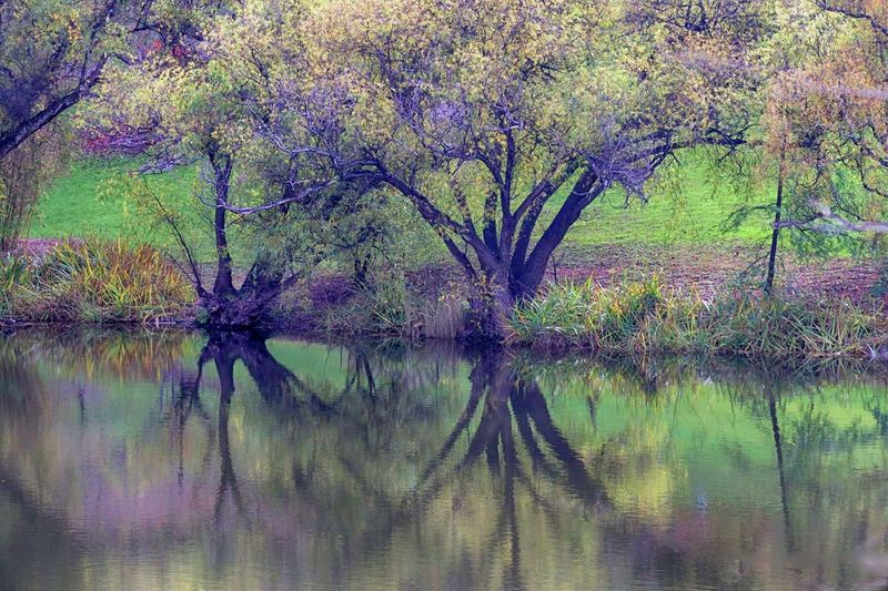 Mt Lofty Botanic Gardens