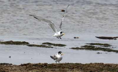 Crested terns