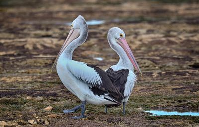 Rickaby point Pelicans