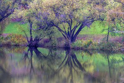 Mt Lofty Botanic Gardens