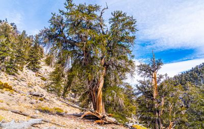 The Bristlecone Pine Tree