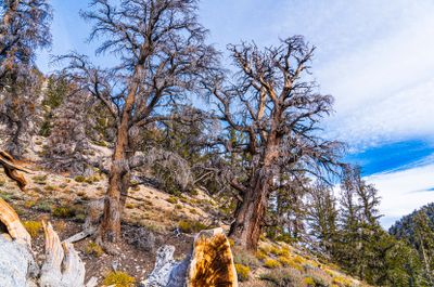 Trees on the Steep Mountain Slopes