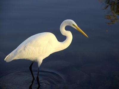 CIG_IMG014.jpg