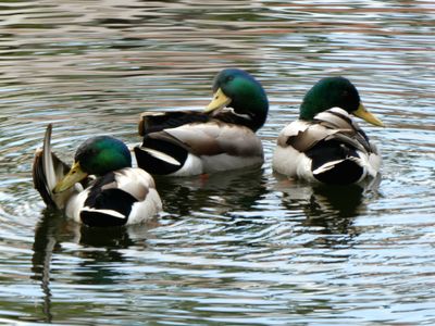 some_birds