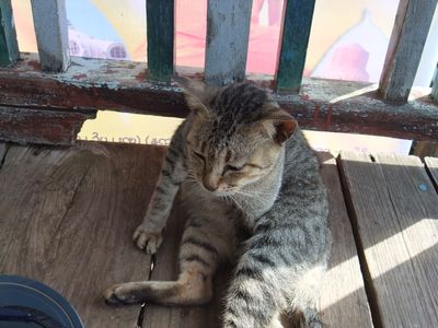 Tigers of Myanmar