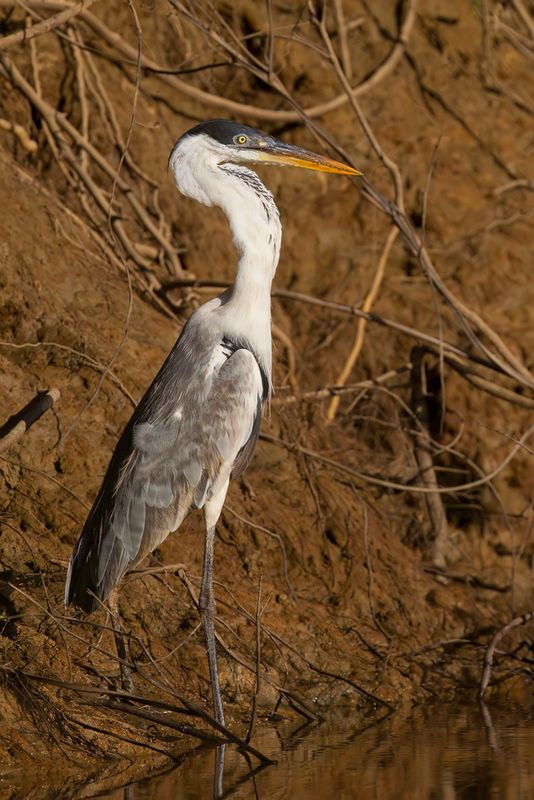 Cocoi Heron - Sokoireiger - Hron cocoi