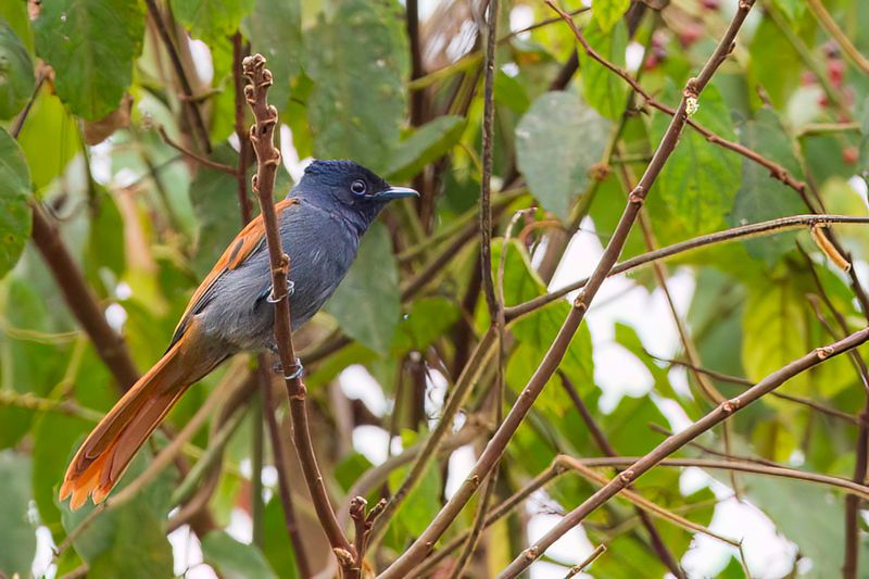 Rufous-vented Paradise Flycatcher - Gabonparadijsmonarch - Tchitrec du Congo (f)
