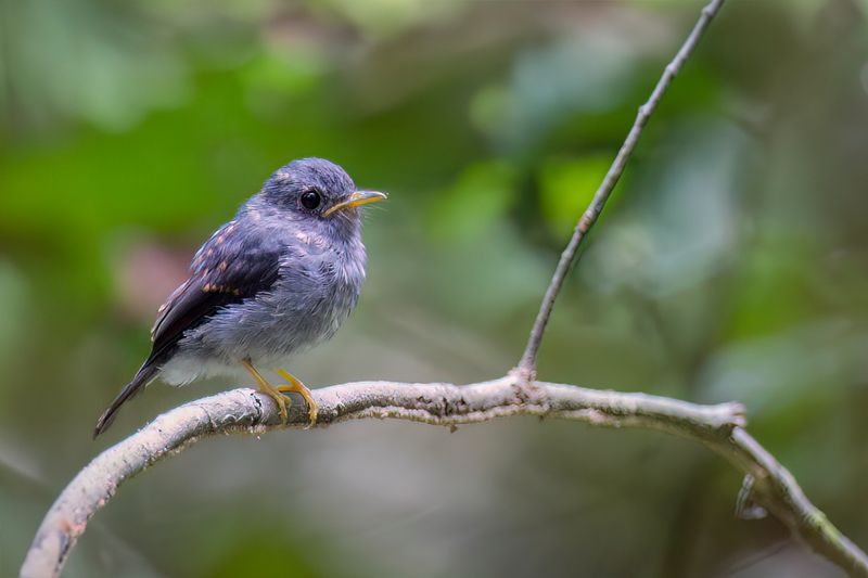 Yellow-footed Flycatcher - Geelpootvliegenvanger -Gobemouche  pattes jaunes (j)